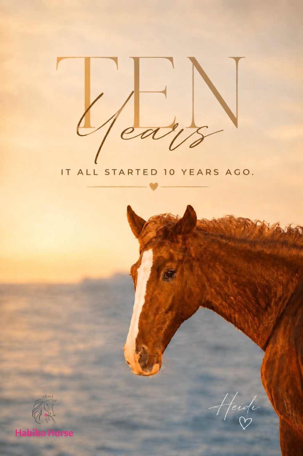 Habiba Horse El Gouna wird 10 Jahre alt.